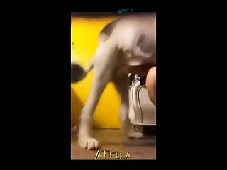 Zoofilia Brutal Anal