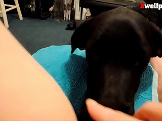Animal Sex Club Chain