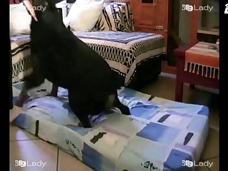 Vintage Animalistic Sex Movies