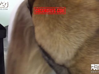 K9 State Dog Xxx