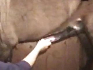 Mammal Sex Videio