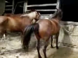 Mare Porn Videos / Horse Porn Tube / Most popular Page 1