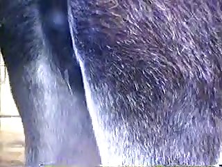 Donkey Vulva Leakout