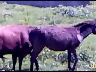 Horse Fuck Cow Hd Videos