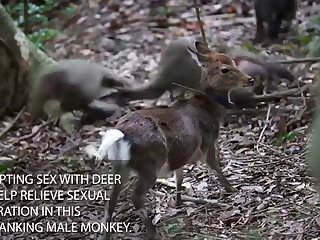 Donwload Porn Animals Monkey - 22.monkey Fucking Deer