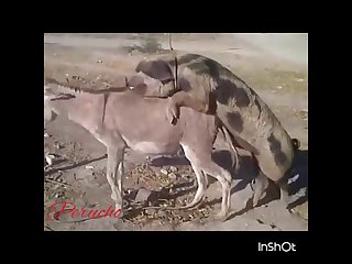 320px x 240px - Donkey Mating