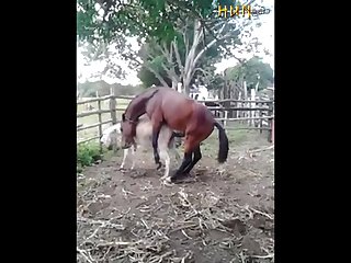 37.horse Fucking Donkey