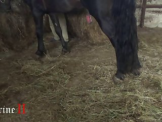 Hindi Taking Horse Saiz Sex Frre Dowmlod - Sucking Super Big Horse Mandingo