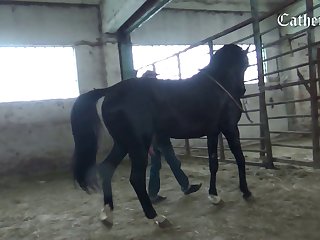 Horse Size