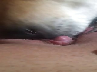 Doggy Licks Ftm Pussy